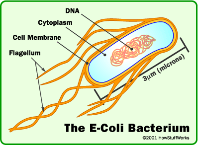 Ψάχνουν ακόμη το E.coli στις φύτρες φασολιών 