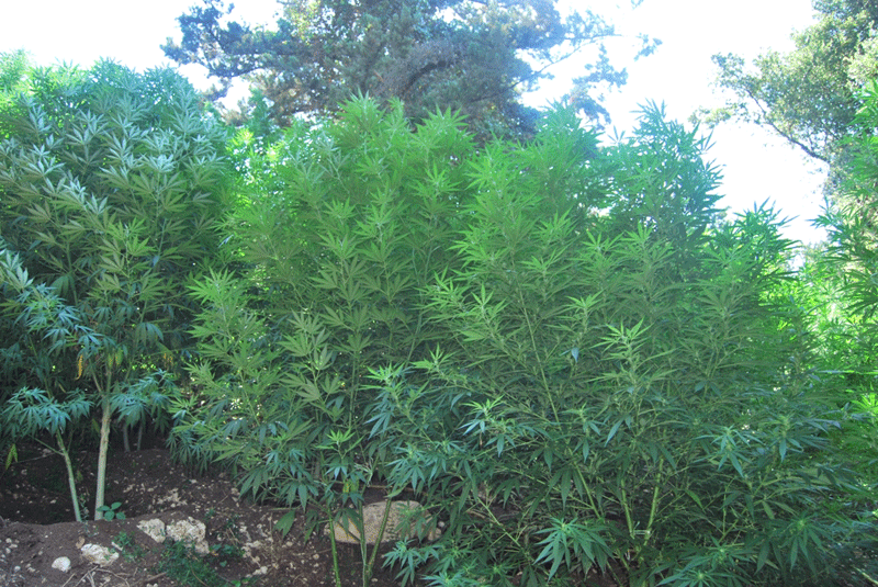 Τον «τσάκωσαν» την ώρα που πότιζε τα χασισόδενδρα 